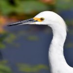 Egret3.jpg