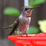 Hummer13.jpg
