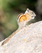 Chipmonk-101.jpg