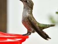 Hummer18.jpg