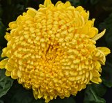 DSC_0674flo2.jpg