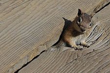 chipmunk.jpg