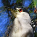 BlackHeron2.jpg