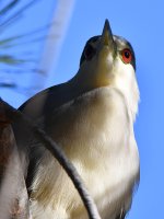 BlackHeron.jpg