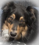 010 low res vignette.jpg