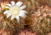 Petals to prickles 100_8738 copy.jpg