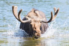 MooseOn Loose-103.jpg