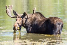 MooseIsLoose-102.jpg