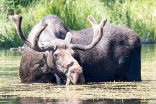 MooseOnLoose-101.jpg