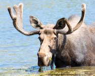 MooseOn Loose-104.jpg