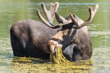 MooseOn Loose-105.jpg