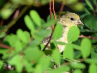 Goldfinch.jpg