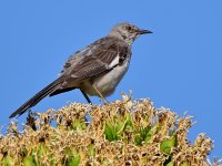 Mockingbird.jpg