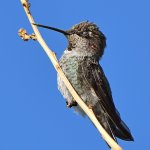 Hummer5.jpg