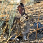 Rabbit2.jpg