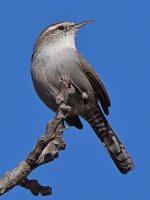 Wren3.jpg
