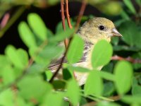 Goldfinch2.jpg