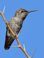 Hummer3.jpg