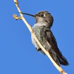 Hummer6.jpg