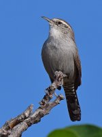 Wren.jpg