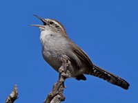 Wren6.jpg
