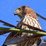 Hawk4.jpg