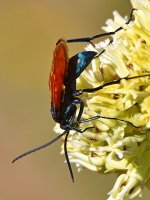 Wasp3.jpg