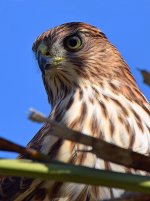 Hawk5.jpg