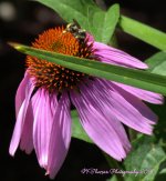 Bee on a Purple Coneflower  at the Park City Arts Festival 8-12-2016.jpg