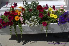 Flower Box  at the Park City Arts Festival 8-12-2016.jpg