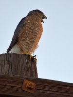 Hawk.jpg