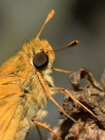 Skipper2.jpg