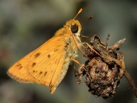 Skipper3.jpg