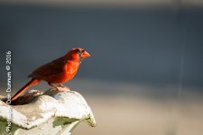 Morning Feeders-2455-Edit.jpg
