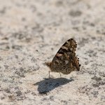 Pretty-Butterfly-2.jpg