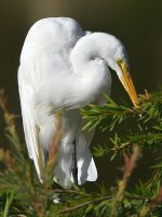 Egret5.jpg