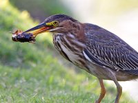 GreenHeron4.jpg