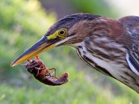 GreenHeron5.jpg