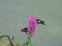 DSCN9106.jpg
