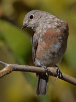 Bluebird4.jpg