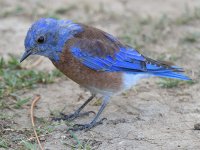 Bluebird7.jpg