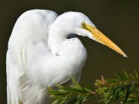 Egret3.jpg