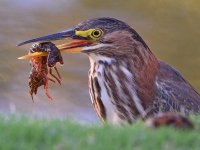 GreenHeron7.jpg