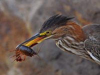 GreenHeron.jpg