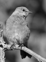 BluebirdBW2.jpg