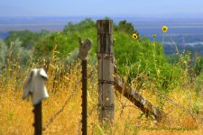 Gloves on a Fence #1 8-15-2016.jpg
