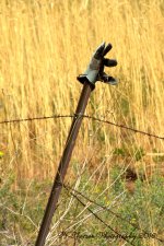 Gloves on a Fence #5 8-15-2016.jpg