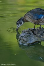 Wood-Duck_01.jpg