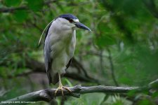 Night-Heron_01.jpg