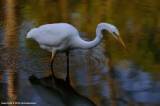 Egret_1.jpg